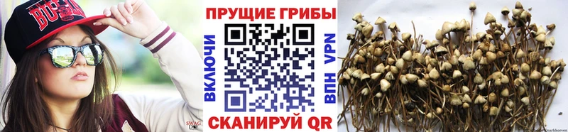 Псилоцибиновые грибы ЛСД  сколько стоит  Курск 